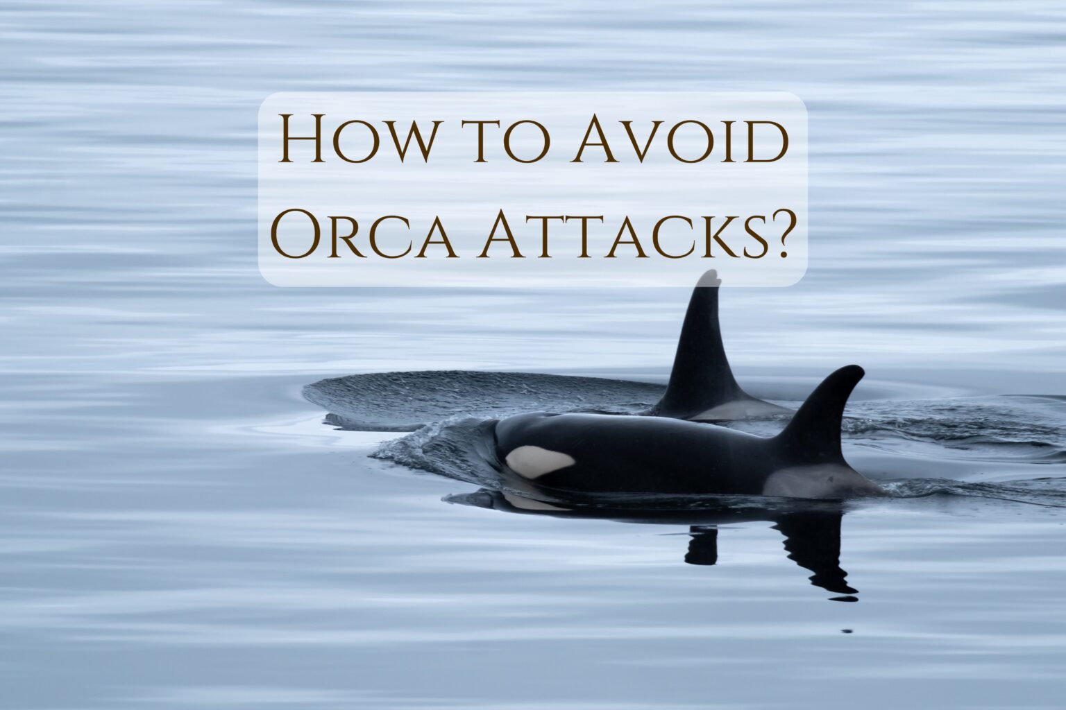 Sailing Through Orca Territory: How to Avoid Killer Whale Attacks ...