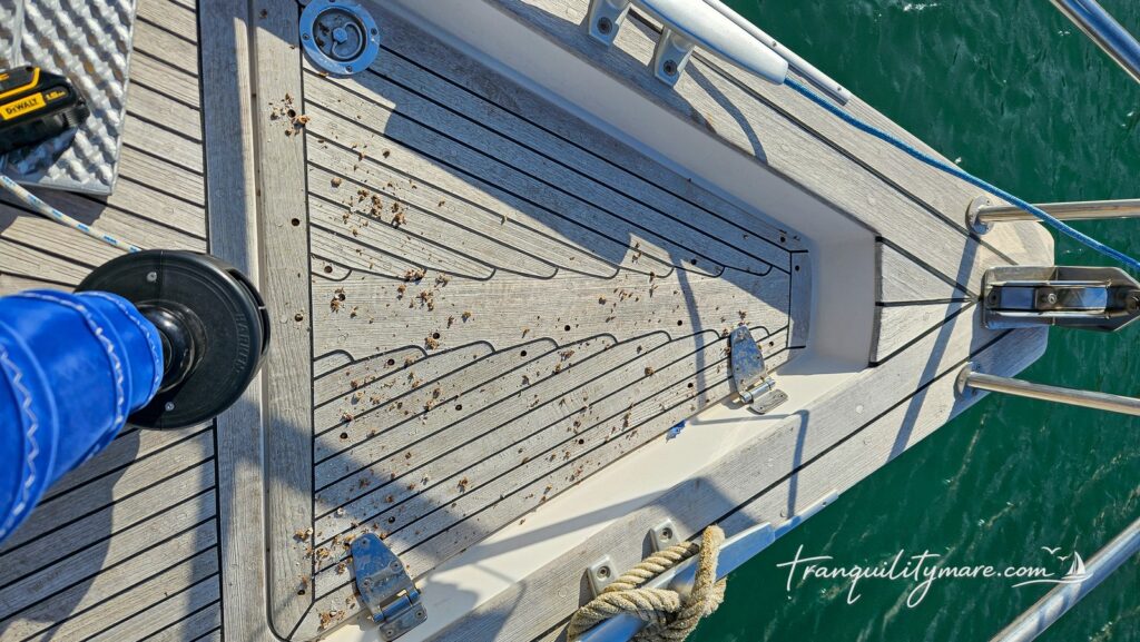 Replacing teak plugs on Malo 39 teak deck